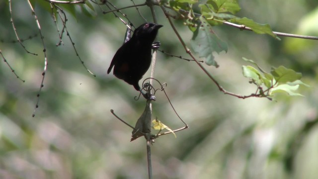 Oriole variable - ML201123361