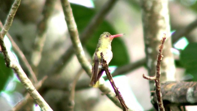 Glittering-bellied Emerald - ML201123421