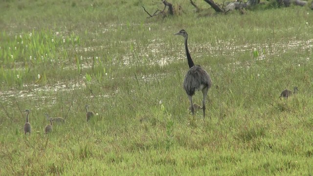 Greater Rhea - ML201123451