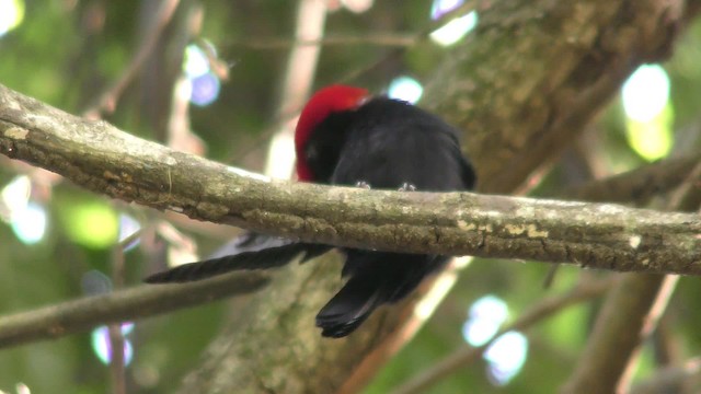 Helmeted Manakin - ML201123471