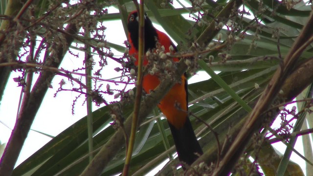 Orangerückentrupial - ML201123541