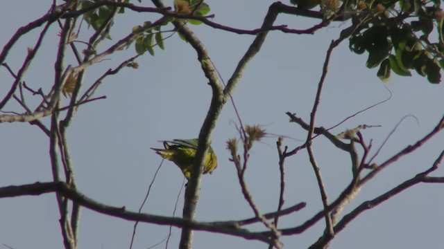 テツバシメキシコインコ - ML201123551