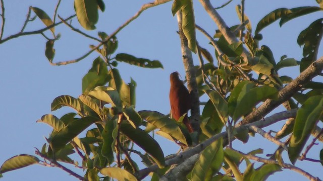Red-billed Scythebill - ML201123591