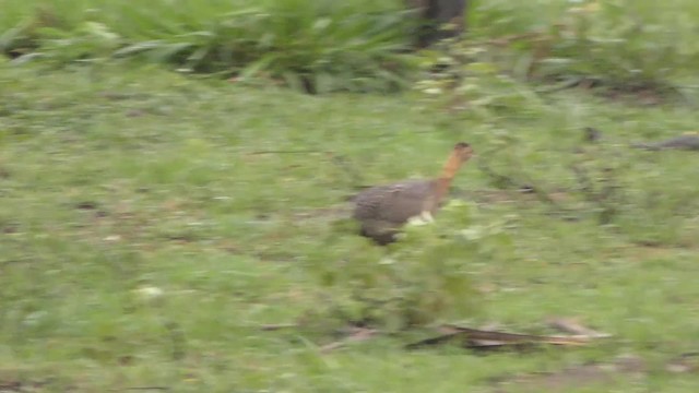 アカバネシギダチョウ - ML201123621