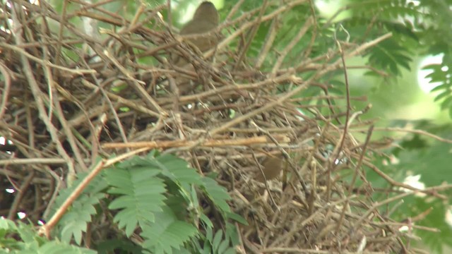 アレチカマドドリ（rufifrons グループ） - ML201123651