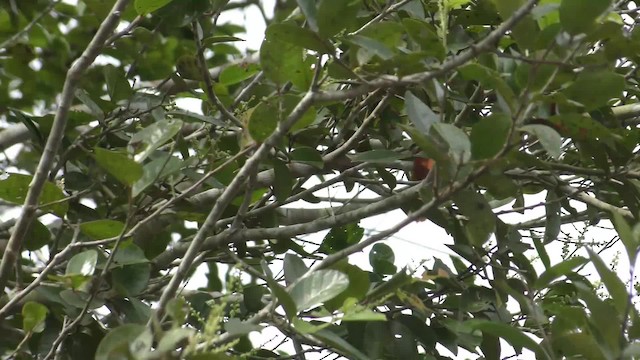 Rusty-backed Spinetail - ML201123661