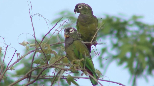 Scaly-headed Parrot - ML201123671