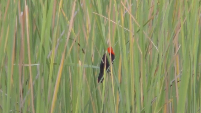 Scarlet-headed Blackbird - ML201123681