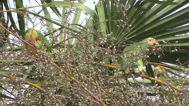 Yellow-faced Parrot - ML201123751