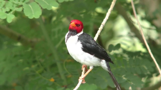 Yellow-billed Cardinal - ML201123801