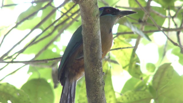 blåpannemotmot - ML201123811