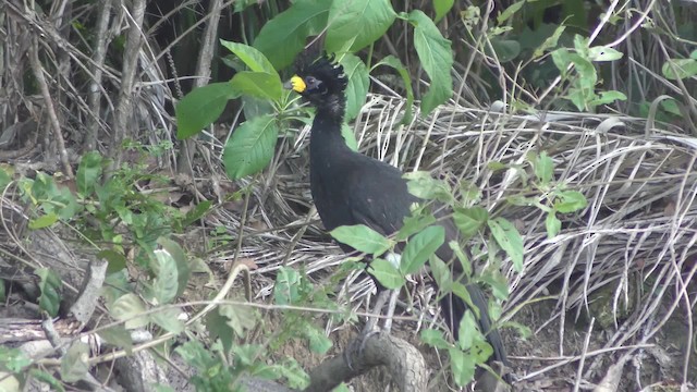 Bare-faced Curassow (Bare-faced) - ML201123831