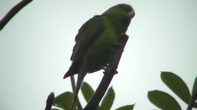 オナガミドリインコ - ML201123851