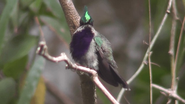 kolibřík copatý - ML201123861