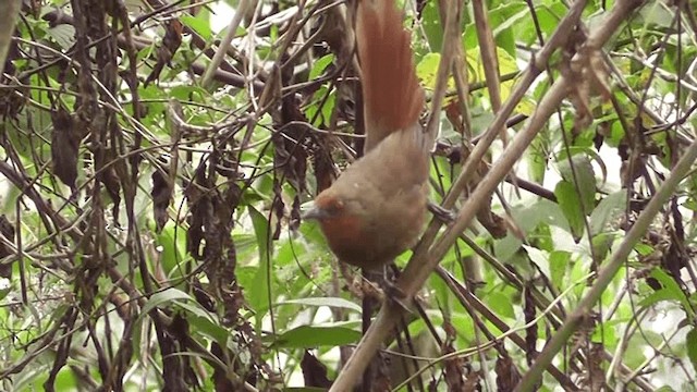 Orange-eyed Thornbird - ML201123871