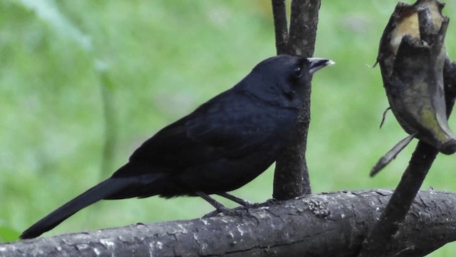 Ruby-crowned Tanager - ML201123891