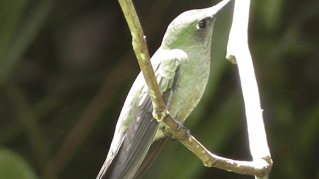 Colibri vert et gris - ML201123971