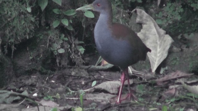 Slaty-breasted Wood-Rail - ML201123981