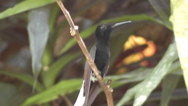 Colibrí Negro - ML201124271