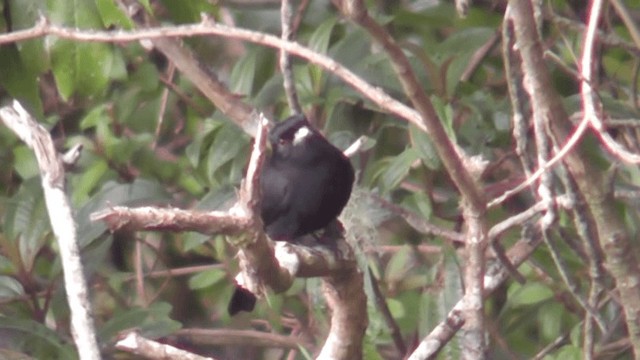 Blue-billed Black-Tyrant - ML201124321