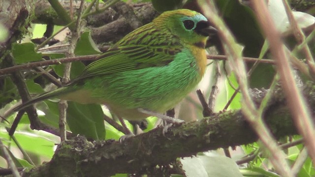 Brassy-breasted Tanager - ML201124331