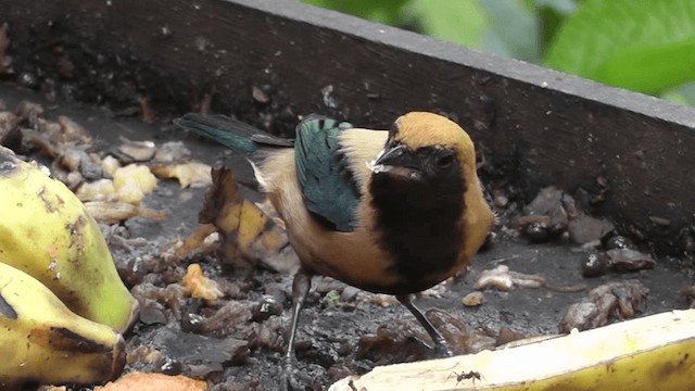 Burnished-buff Tanager (Stripe-bellied) - ML201124341