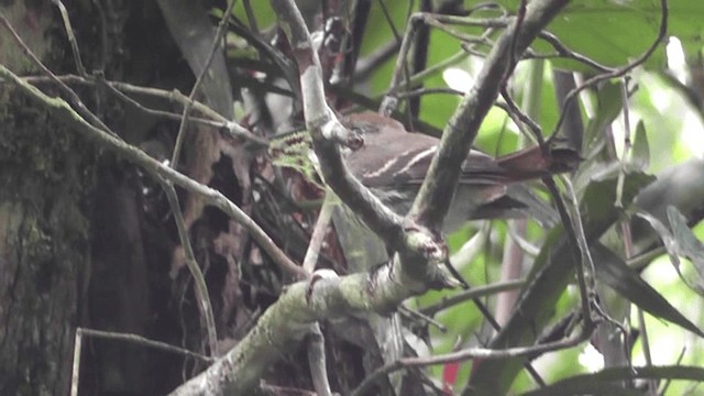 Bran-colored Flycatcher - ML201124381