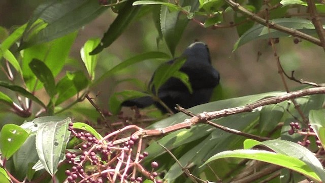 Diademed Tanager - ML201124401