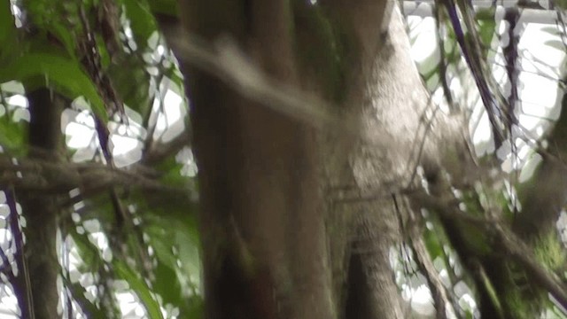 Olivaceous Woodcreeper - ML201124451