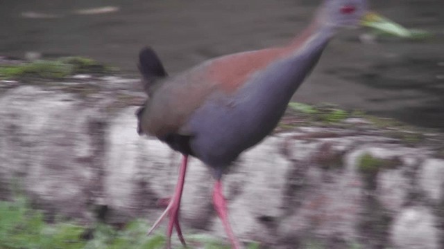 Slaty-breasted Wood-Rail - ML201124481