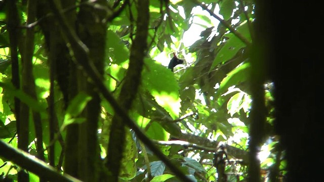 Horned Guan - ML201124521