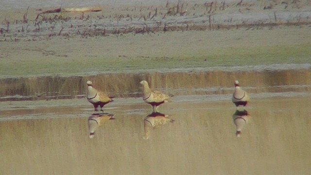 Black-bellied Sandgrouse - ML201124571