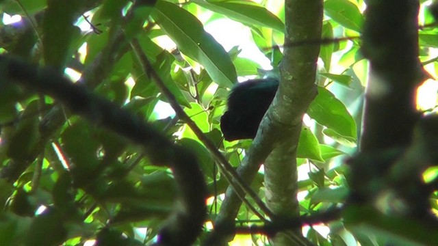 Long-tailed Manakin - ML201124591