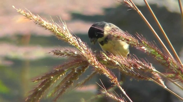 Morelet's Seedeater - ML201124661