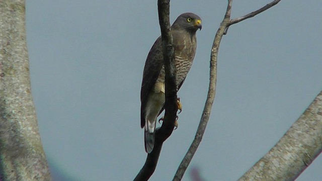 Roadside Hawk - ML201124671