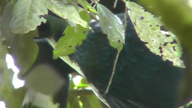 Horned Guan - ML201124701