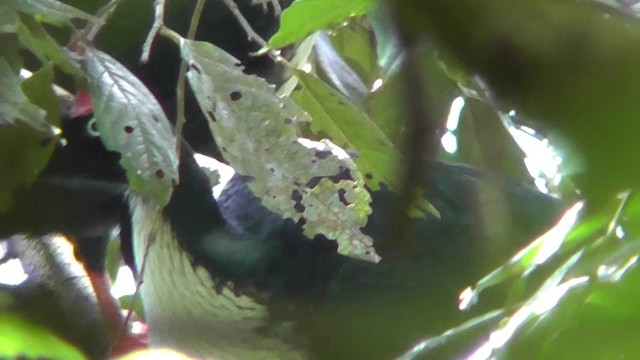 Horned Guan - ML201124711