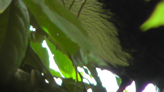 Horned Guan - ML201124731