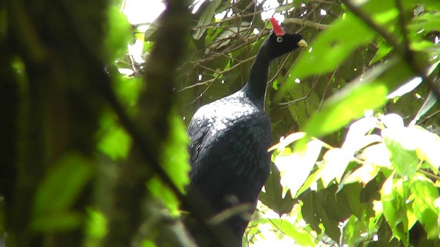 Horned Guan - ML201124741