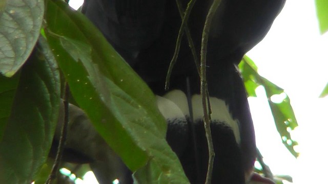 Horned Guan - ML201124751