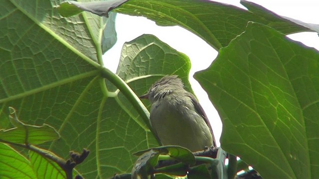 Tyranneau imberbe - ML201124831