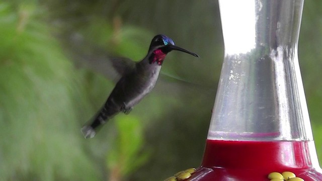 Long-billed Starthroat - ML201124841