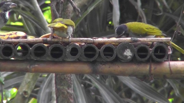 Black-headed Saltator - ML201124861