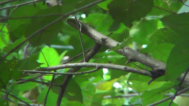 Long-billed Gnatwren - ML201124871