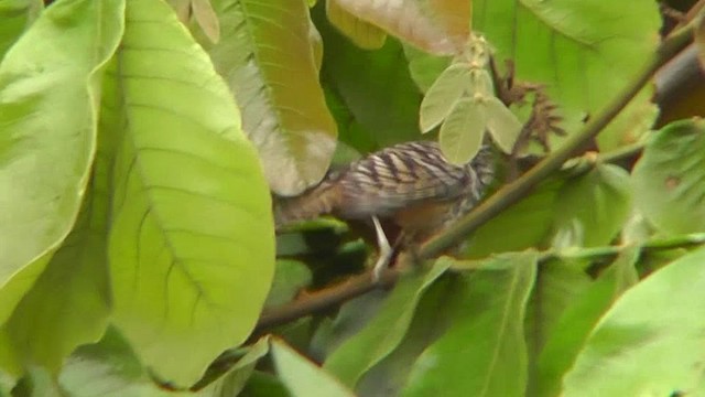 Band-backed Wren - ML201124911