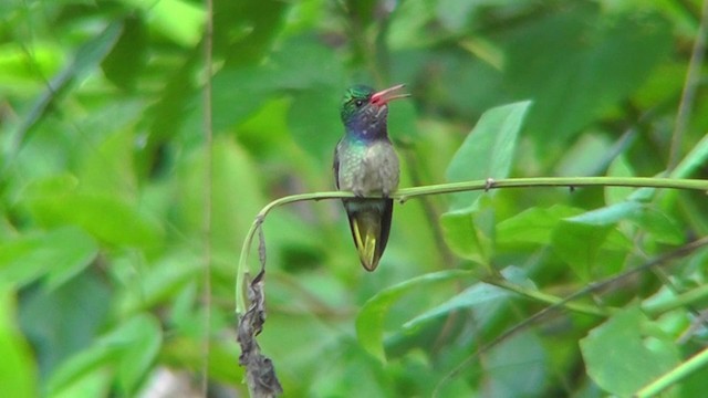 Blue-throated Goldentail - ML201124941