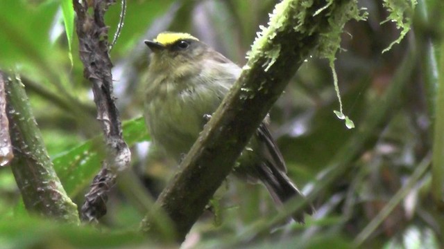 Yellow-bellied Chat-Tyrant - ML201125031