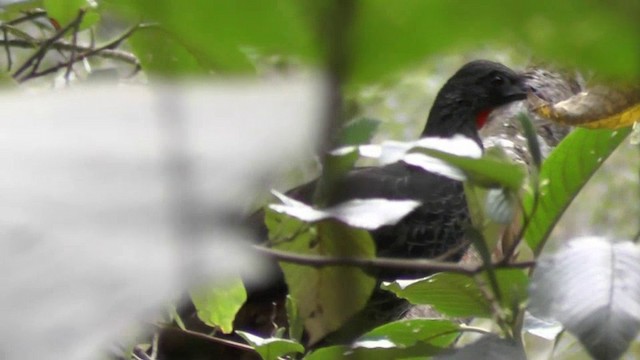 Andean Guan - ML201125051