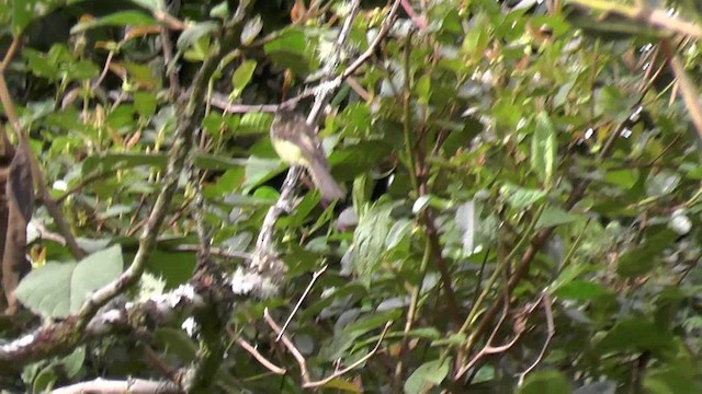 Agile Tit-Tyrant - ML201125061