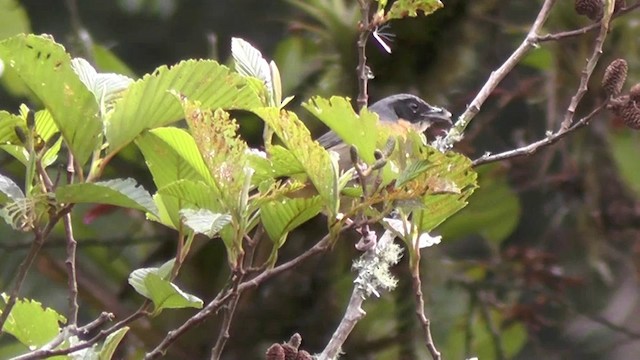 ミミグロモリフウキンチョウ（melanotis グループ） - ML201125121